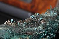 Chlorociboria aeruginosa image