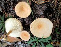 Clitocybe gibba image