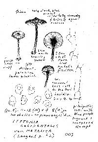 Leptonia occidentalis var. metallica image