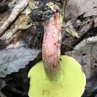 Boletus roodyi image