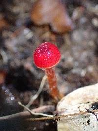 Hygrocybe hypohaemacta image