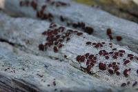 Lecanora xylophila image