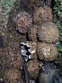 Geastrum albonigrum image