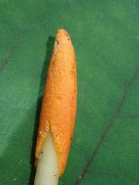 Ophiocordyceps melolonthae image