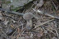 Tylopilus alboater image