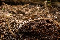 Mycena alcaliniformis image