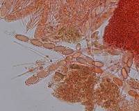 Lasiobolus ciliatus image