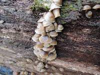 Mycena aprilis image