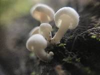 Hemimycena candida image