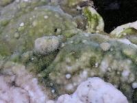 Trametes gibbosa image