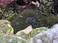 Trametes gibbosa image