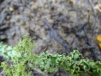 Usnea glabrata image