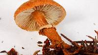 Cystoderma fallax image