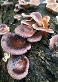 Panus neostrigosus image