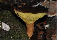 Phylloporus clelandii image