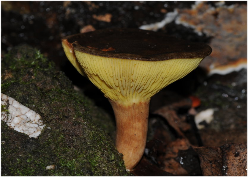 Phylloporus clelandii image