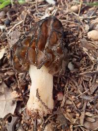 Morchella brunnea image