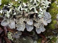 Lobaria scrobiculata image