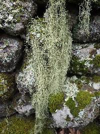 Usnea articulata image