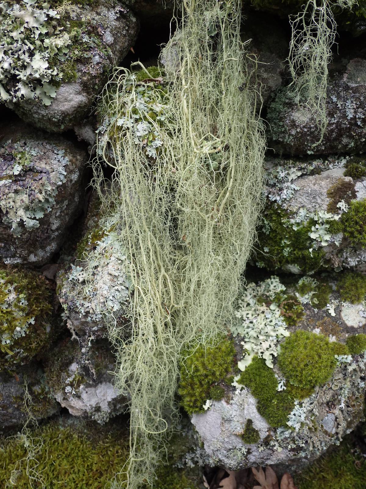 Usnea articulata image