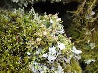 Cladonia verticillata image