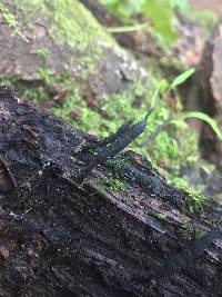 Xylaria arbuscula image