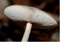 Amanita punctata image