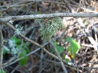 Usnea flavocardia image