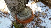 Fomitopsis mounceae image