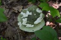 Russula variata image