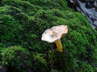 Hygrocybe laeta var. laeta image