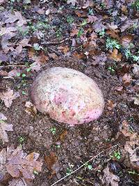 Rubroboletus eastwoodiae image