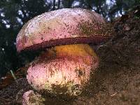 Rubroboletus eastwoodiae image