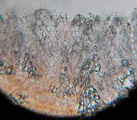 Pseudopithyella minuscula image