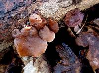 Auricularia angiospermarum image