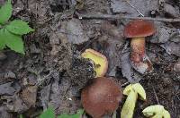 Baorangia bicolor image