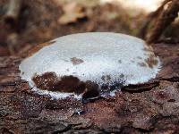 Reticularia lycoperdon image