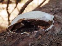 Reticularia lycoperdon image