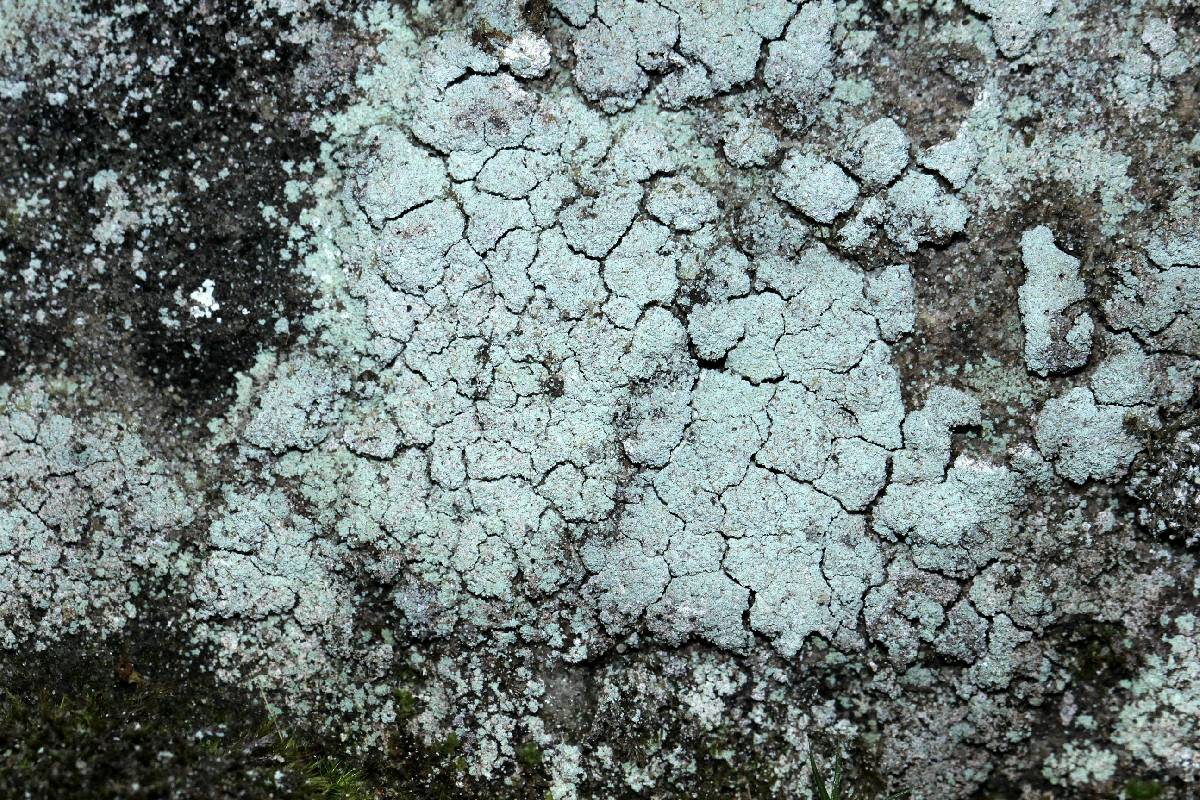 Lepraria humida image