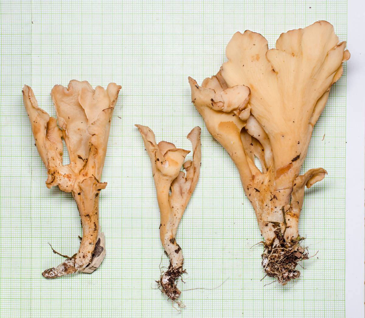 Ramaria chocoënsis image