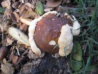 Ganoderma polychromum image