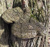 Perenniporia fraxinophila image