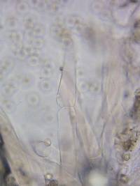 Pluteus ephebeus image