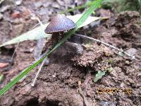 Psilocybe papuana image