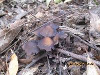 Psilocybe papuana image