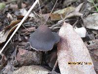 Psilocybe papuana image