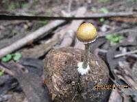 Psilocybe alutacea image