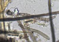 Lasiosphaeris hirsuta image