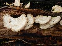 Trametes pubescens image