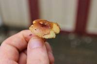 Russula foetentula image